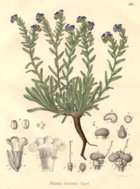 Alkanet