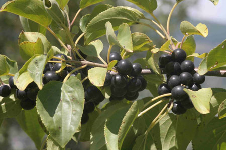 Buckthorn Berries